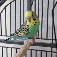 Perruches mâles et femelles #0