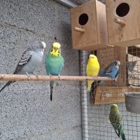 Perruches mâles et femelles #2