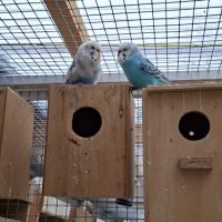 Perruches mâles et femelles #3