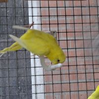 Perruches mâles et femelles #4