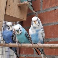 Perruches mâles et femelles #5