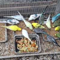 Perruches mâles et femelles #6