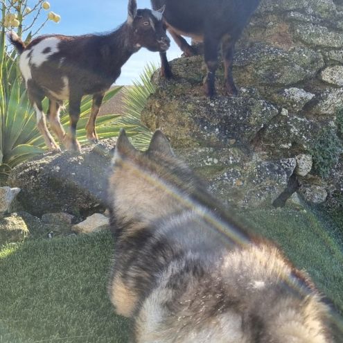 Bouc nain à vendre #2