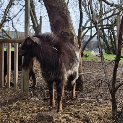 Bouc nain à vendre #3