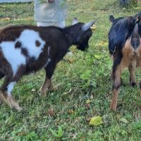 Bouc nain à vendre #1