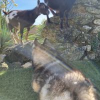 Bouc nain à vendre #2