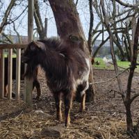 Bouc nain à vendre #3
