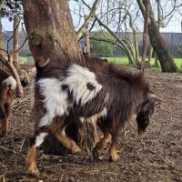 Bouc nain à vendre #4