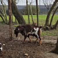 Bouc nain à vendre