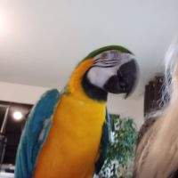 Recherche ara ararauna