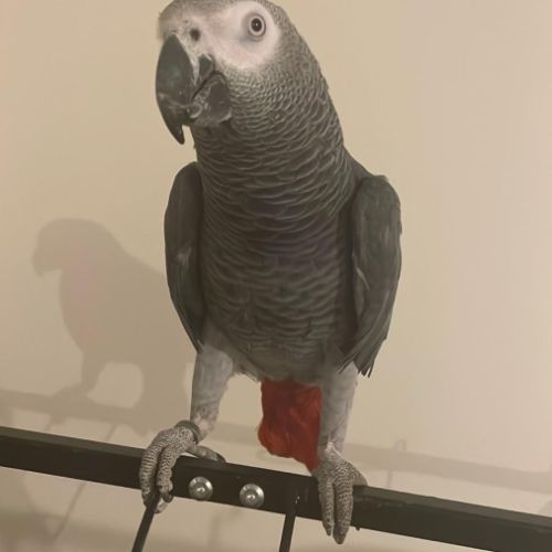 Recherche gris du gabon