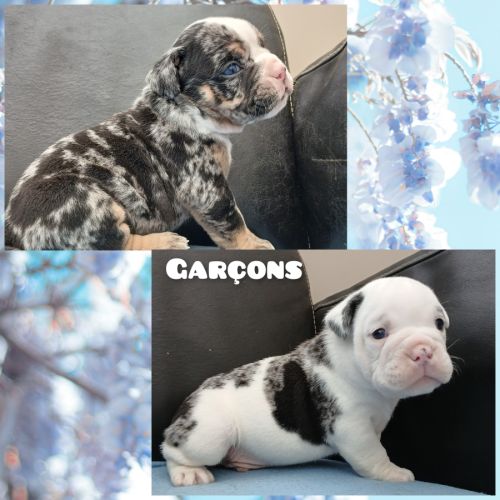 Superbes chiots old english bulldog #0