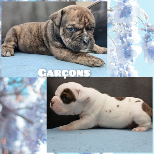 Superbes chiots old english bulldog #2