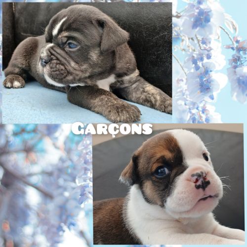 Superbes chiots old english bulldog #3