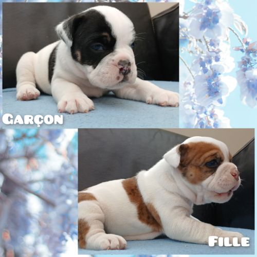 Superbes chiots old english bulldog #4