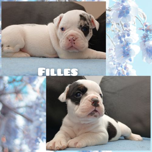Superbes chiots old english bulldog #5