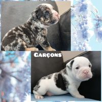 Superbes chiots old english bulldog