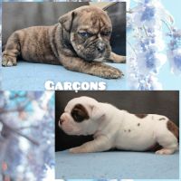 Superbes chiots old english bulldog #2