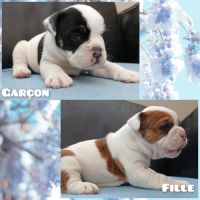Superbes chiots old english bulldog #4
