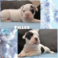 Superbes chiots old english bulldog #5