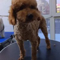 Willy se trouve dans un refuge en chine #0