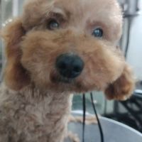 Willy se trouve dans un refuge en chine #3