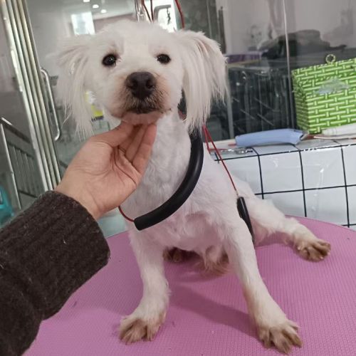 Joby se trouve dans un refuge en chine