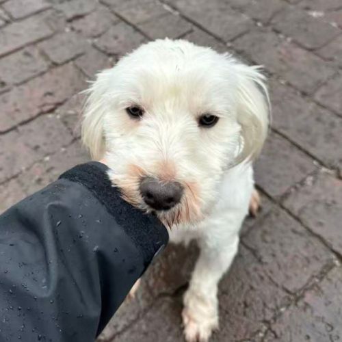 Joby se trouve dans un refuge en chine #2