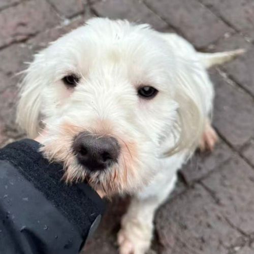 Joby se trouve dans un refuge en chine #3