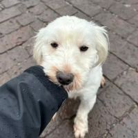 Joby se trouve dans un refuge en chine #2