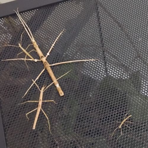 Vends phasmes bâtons