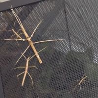 Vends phasmes bâtons #0