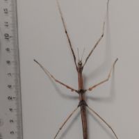 Vends phasmes bâtons #2