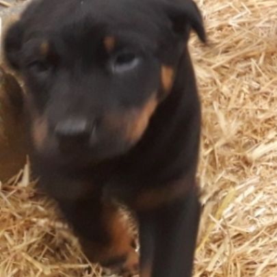 Magnifique chiot beauceron #0