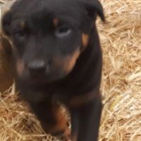 Magnifique chiot beauceron