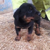 Magnifique chiot beauceron #2