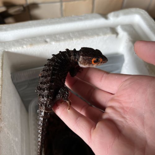 Tribolonotus gracilice mâle