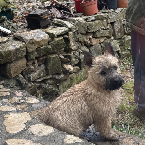 Chiot cairn terrier #1