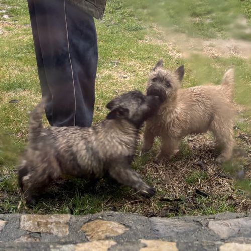 Chiot cairn terrier #2