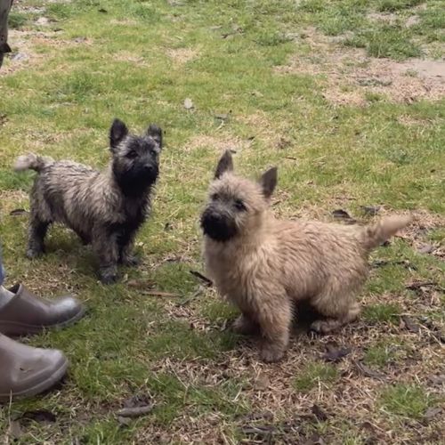 Chiot cairn terrier