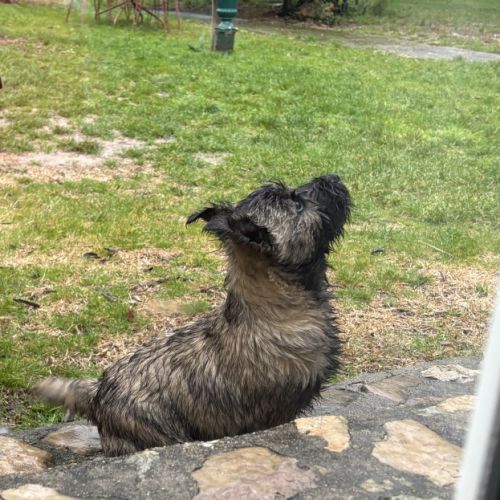 Chiot cairn terrier #4