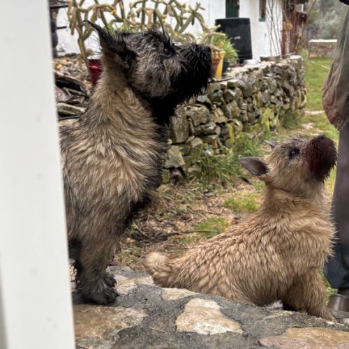 Chiot cairn terrier #5