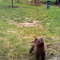 Chiot cairn terrier #6