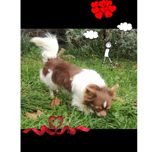 Chihuahua lof pour saillie #2