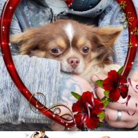 Chihuahua lof pour saillie #0