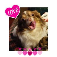 Chihuahua lof pour saillie #3