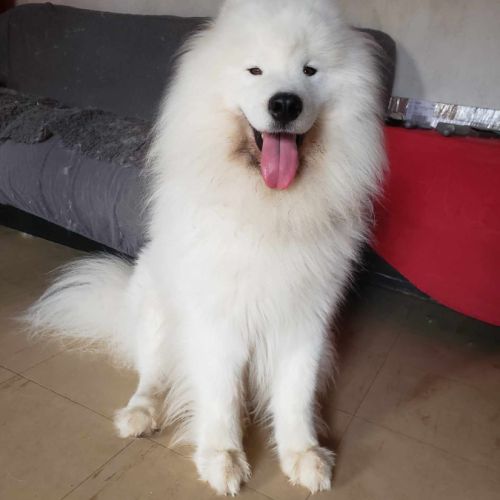 Chiots samoyede lof #3