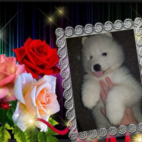 Chiots samoyede lof #4