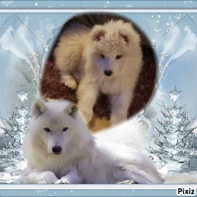 Chiots samoyede lof #7
