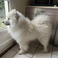 Chiots samoyede lof #1